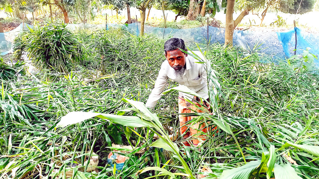 নওগাঁর রাণীনগর: বস্তায় আদা চাষে ‘দুর্নীতির প্রদর্শনী’