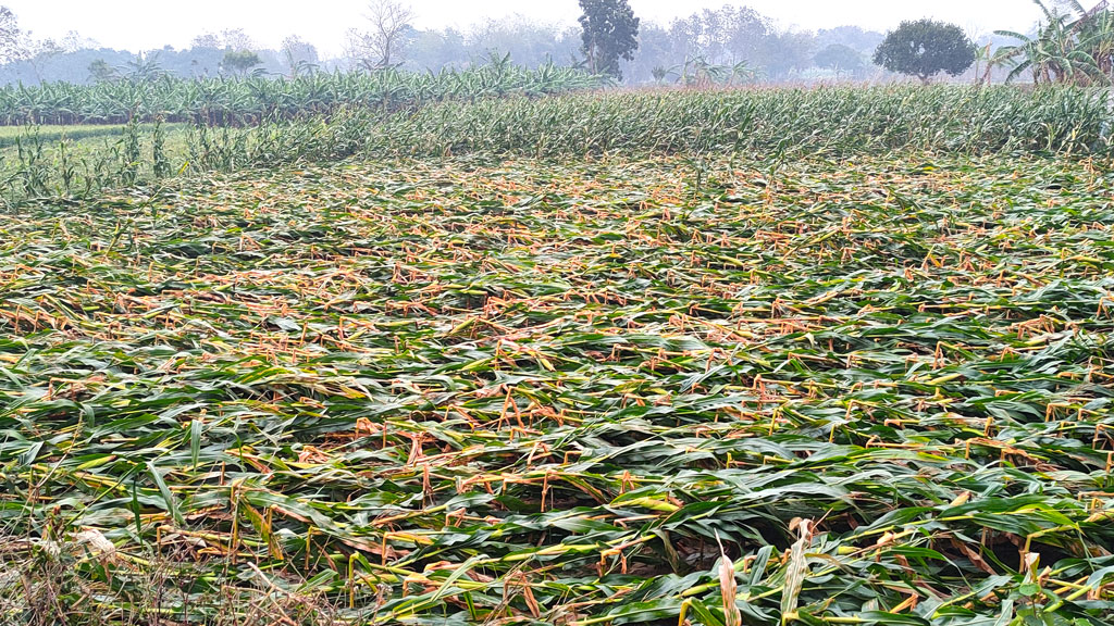 ঝড়-শিলাবৃষ্টিতে ফসলের ক্ষতি