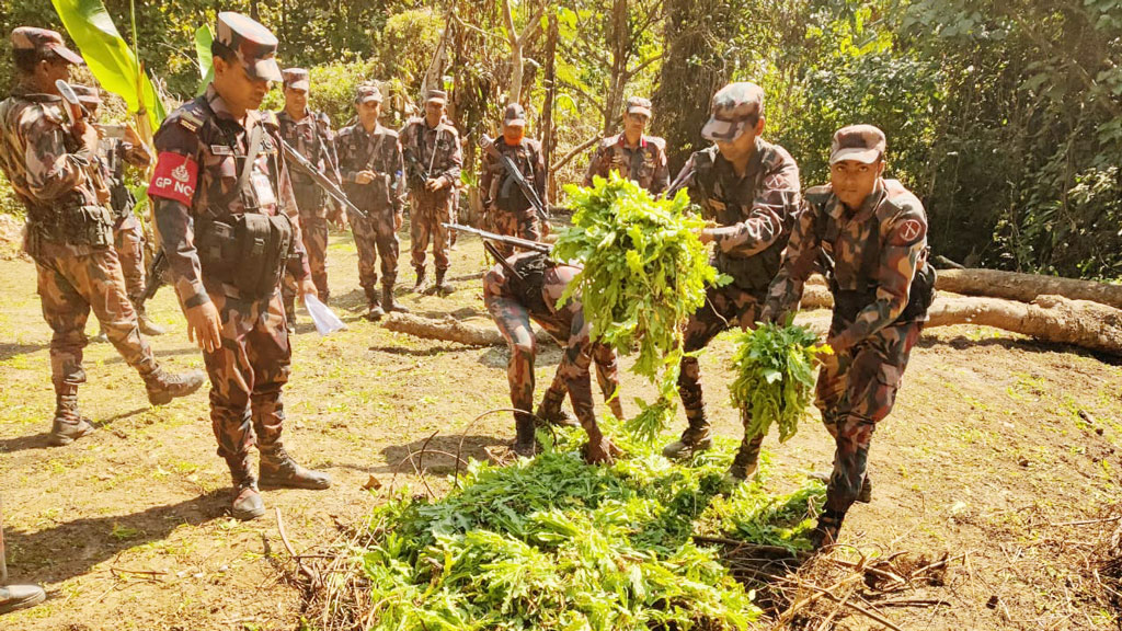 থানচিতে ৫ একর জমিতে পপি চাষ, ধ্বংস করল বিজিবি