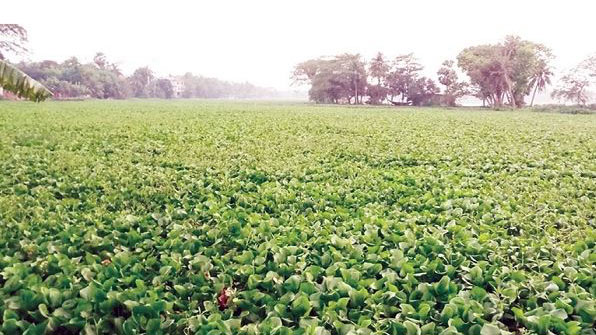 মেঘনা নদীতে কচুরিপানা, ভোগান্তিতে নৌপরিবহন যাত্রী ও চালকরা   