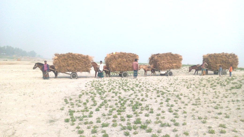 যমুনায় পানি নেই, পণ্য   বহন ঘোড়ার গাড়িতে