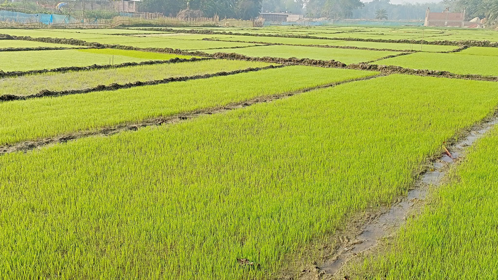 ঘন কুয়াশায় বোরোর বীজতলা নিয়ে দুশ্চিন্তায় কৃষক