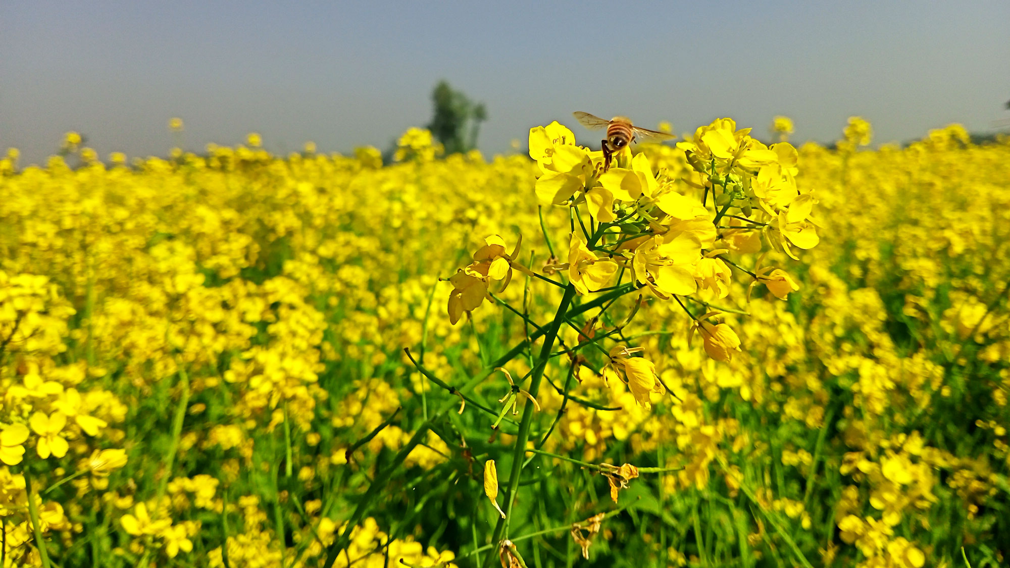 মেলান্দহে সরিষা ফুলে ছেয়ে গেছে মাঠ
