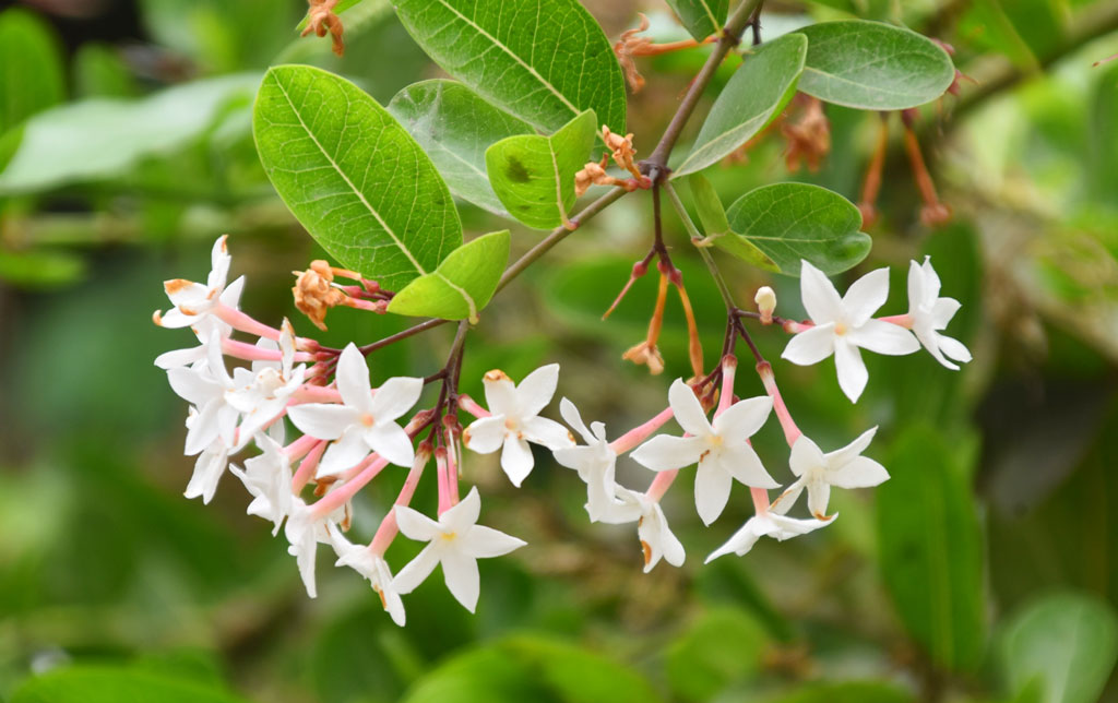 করমচা টক-স্বাদের ছোট আকৃতির একটি ফল। কাঁটাময় গুল্মজাতীয় করমচা উদ্ভিদ এশিয়া, আফ্রিকা ও অস্ট্রেলিয়া মহাদেশে পাওয়া যায়। কাঁচা ফল সবুজ, পরিণত অবস্থায় যা ম্যাজেন্টা লাল রং ধারণ করে। টক স্বাদের এই ফলটি খাওয়া যায়; যদিও এর গাছ বিষাক্ত। করমচার ঝোপ দেখতে সুন্দর। বর্তমানে এটি বিলুপ্তপ্রায় গাছ। করমচাগাছে ফুটে আছে সাদা রঙের ফুল। নগরীর কাজিহাটা এলাকা, রাজশাহী, ৯ এপ্রিল ২০২৪। ছবি: মিলন শেখ