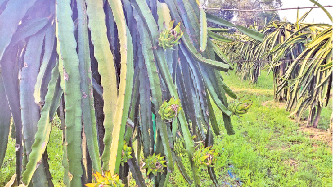 নুরে আলমের ড্রাগন বাগান