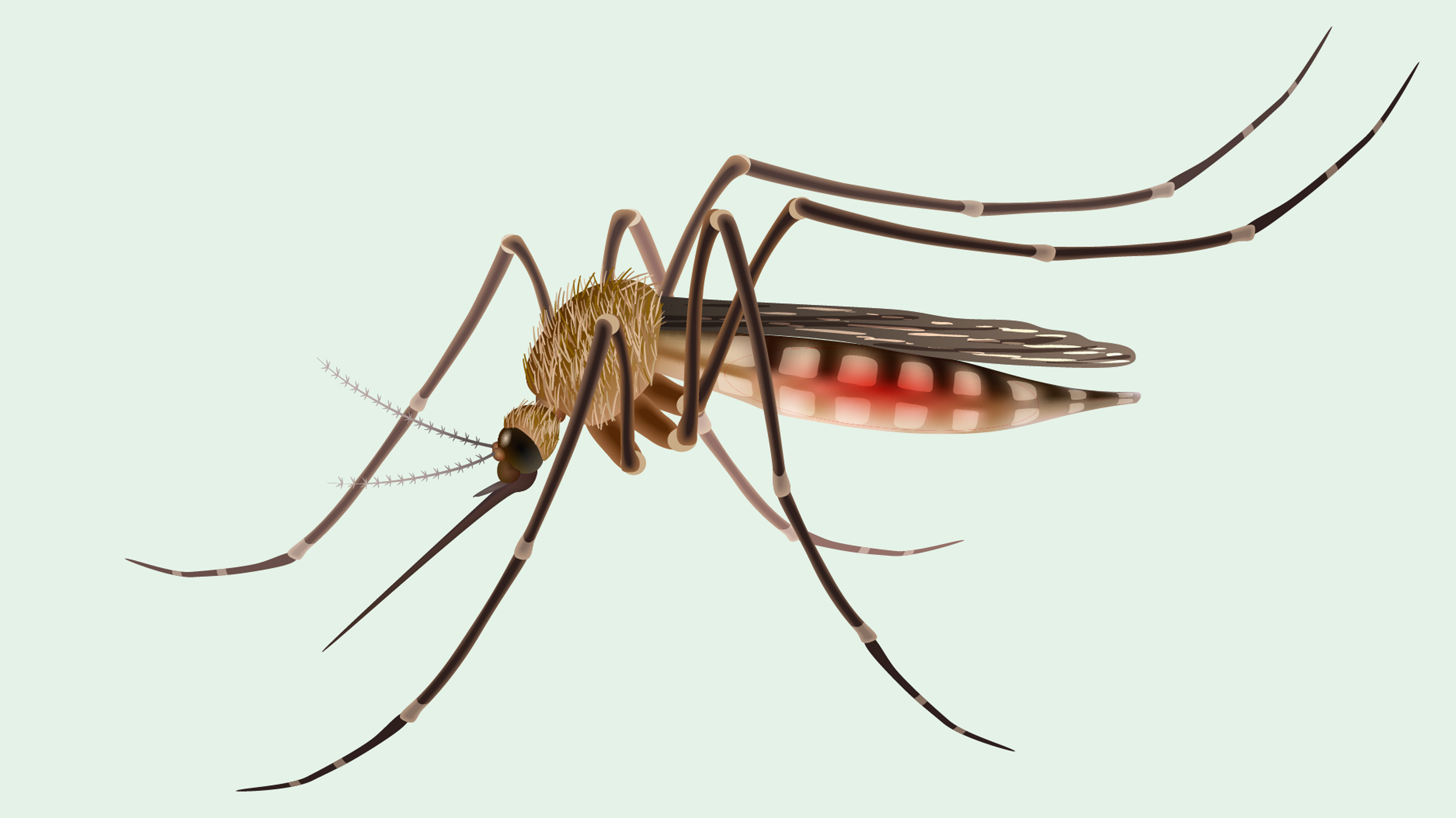 ডেঙ্গু মোকাবিলায় রোগ প্রতিরোধক্ষমতা বাড়ান