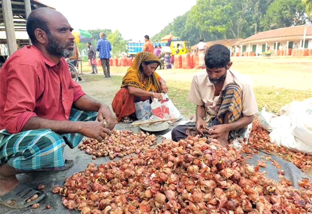 কুষ্টিয়ায় পেঁয়াজের ঝাঁজ বাড়লেও কমেছে মরিচের