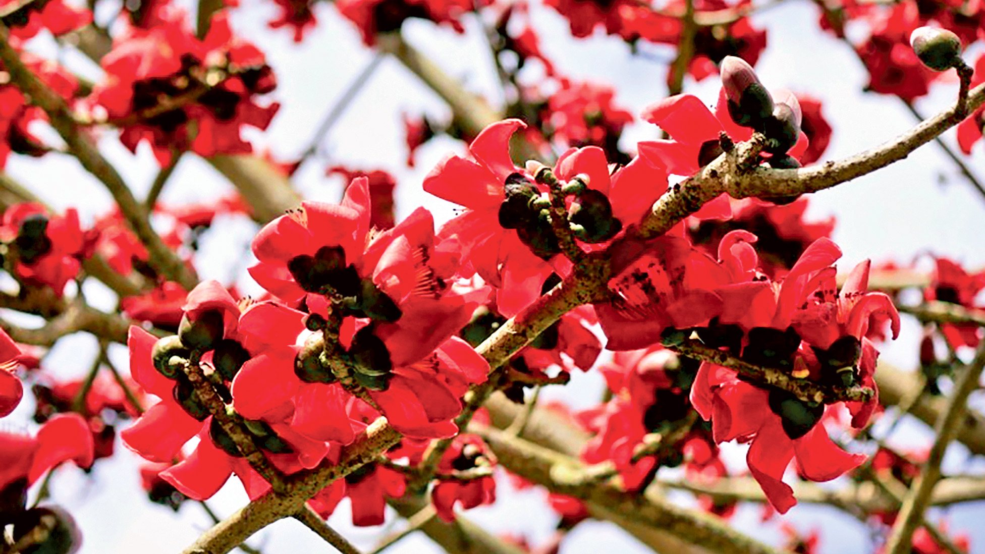 পলাশ-শিমুলে রাঙল বসন্ত