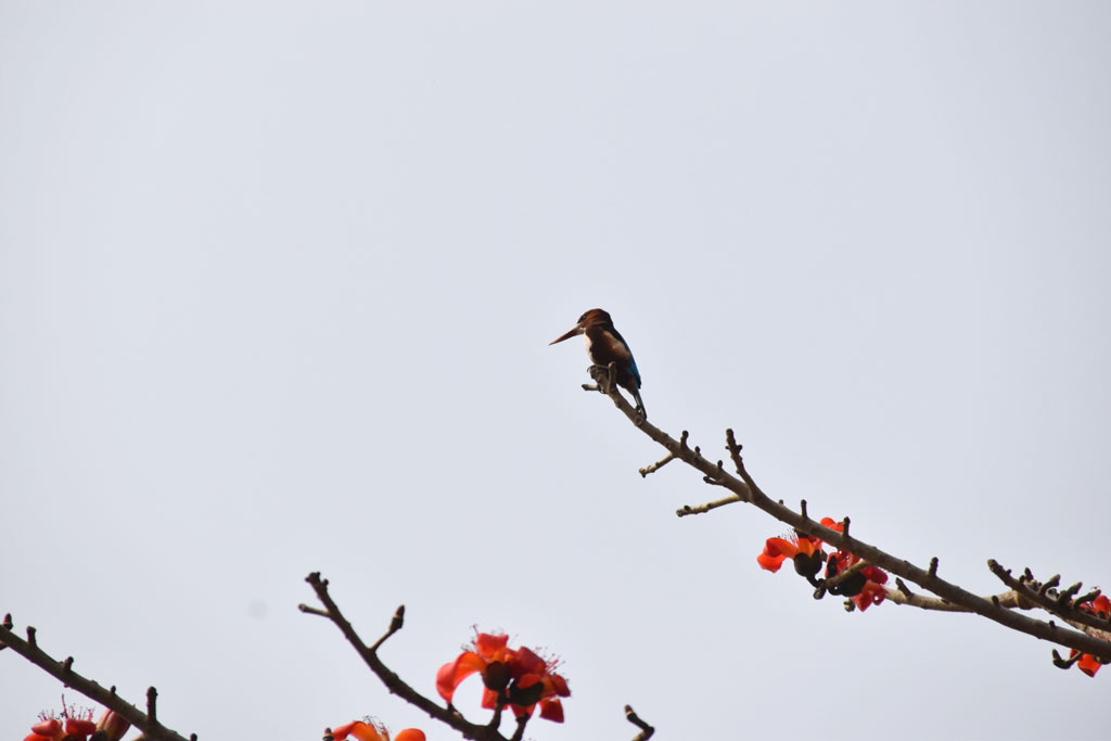 শিমুল গাছের ডালে বসে রোদ পোহাচ্ছে মাছরাঙা পাখি। বাবলা বন, রাজশাহী সদর, রাজশাহী, ১০ ফেব্রুয়ারি ২০২৩। ছবি: মিলন শেখ 