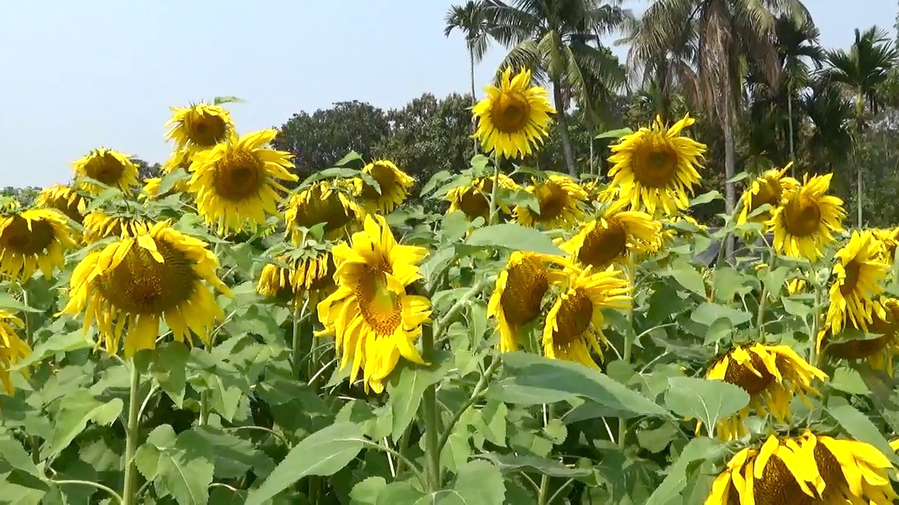 সূর্যমুখী চাষে আগ্রহ বেড়েছে