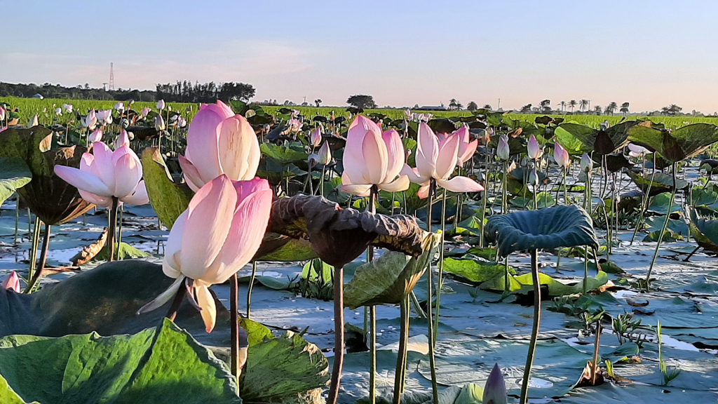 পদ্মপ্রেমে মুগ্ধতা