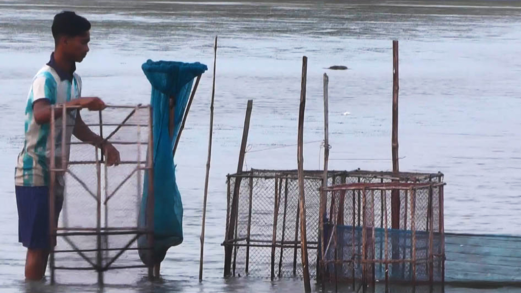 সাতক্ষীরায় তাপপ্রবাহে মরে যাচ্ছে বাগদা চিংড়ি, চাষিদের মাথায় হাত