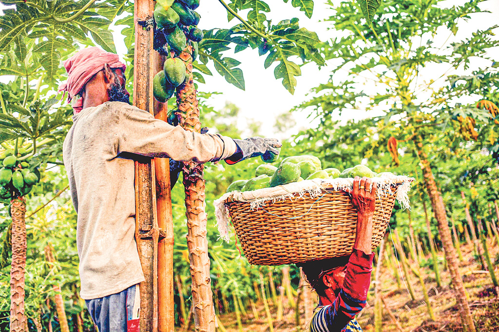 কৃষিঋণের অঙ্গীকার বনাম নয়া দাদনদারত্ব