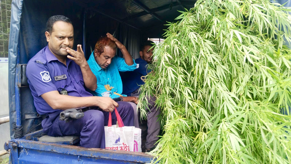 ‘অনৈতিক’ কাজে লিপ্ত থাকার অভিযোগে নারীসহ আটক আইনজীবী, গাঁজাগাছ উদ্ধার