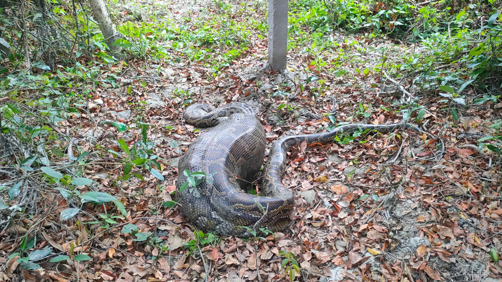 আস্ত ছাগল গিলে লোকালয়েই পড়ে ছিল সুন্দরবনের অজগর