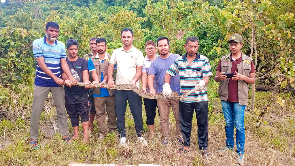 কাপ্তাই জাতীয় উদ্যানে ৮ ফুট লম্বা অজগর সাপ অবমুক্ত