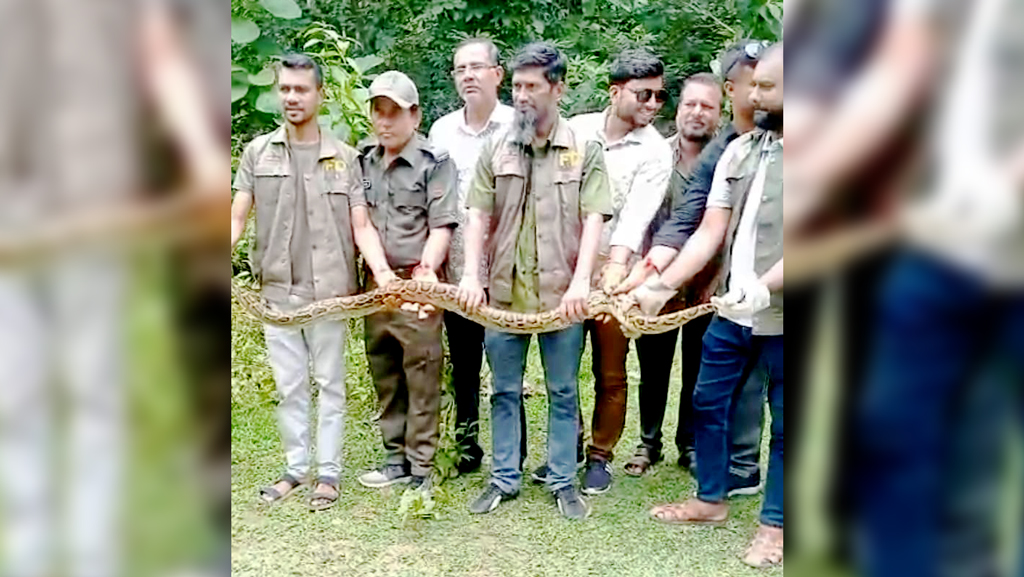 কাপ্তাইয়ের ব্যাংছড়ি সংরক্ষিত বনাঞ্চলে অবমুক্ত হলো ৭ ফুট দীর্ঘ অজগরটি