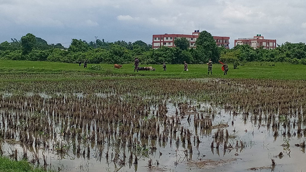 আখাউড়ায় সীমান্ত অতিক্রম করা ১৫ গরু ফেরত দিল বিএসএফ