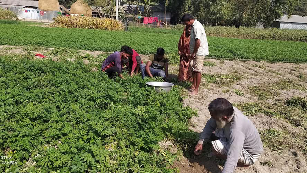 ডিমলায় হিমাগার না থাকায় নষ্ট হচ্ছে আলু