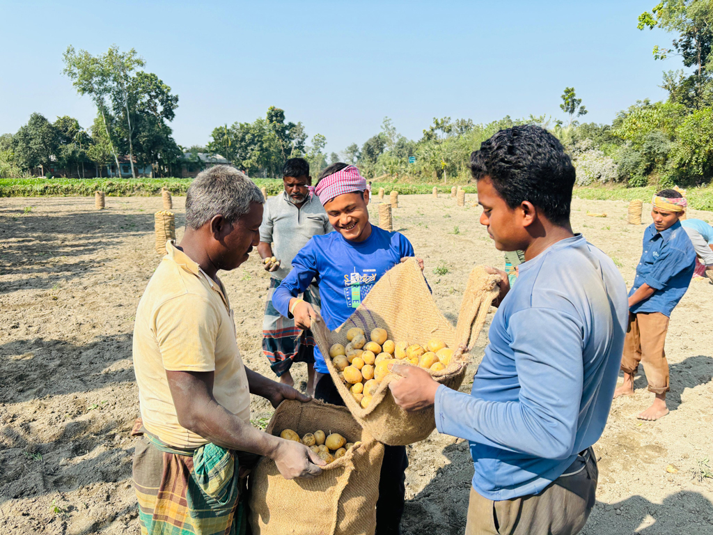 ঠাকুরগাঁওয়ের জগন্নাথপুর এলাকার একটি আলুখেত। ছবি: আজকের পত্রিকা