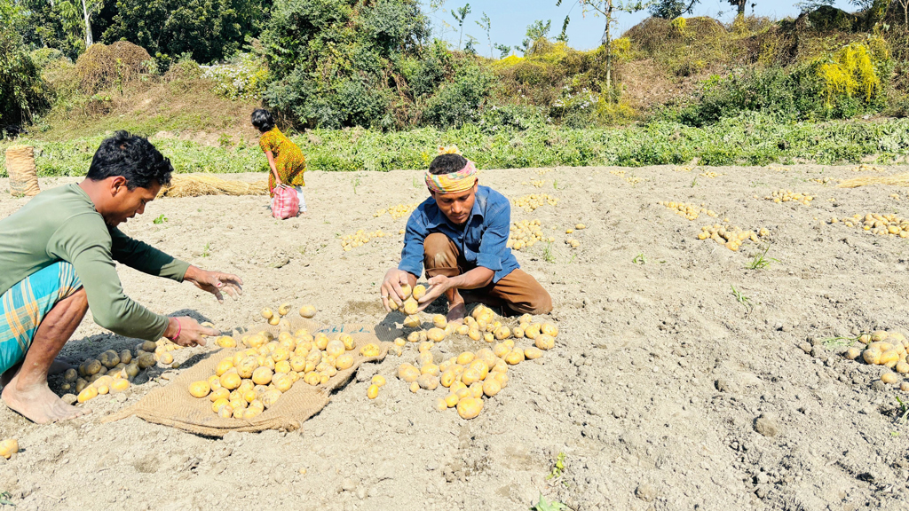 ঠাকুরগাঁওয়ের জগন্নাথপুর এলাকার একটি আলুখেত। ছবি: আজকের পত্রিকা