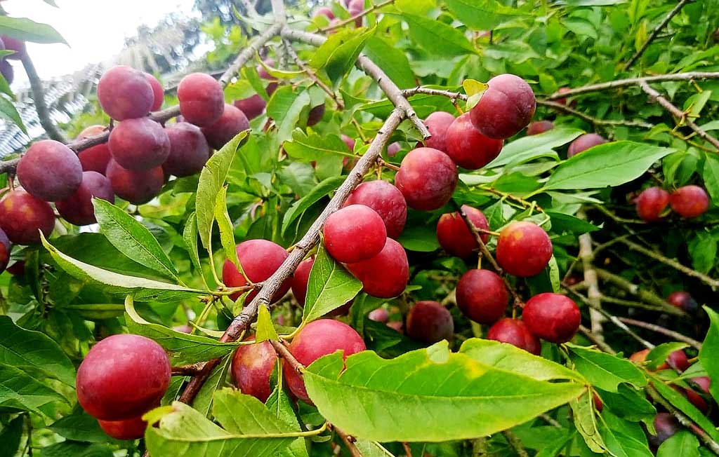 মাগুরার মাটিতে ফলেছে বিদেশি ফল ‘আলুবোখারা’