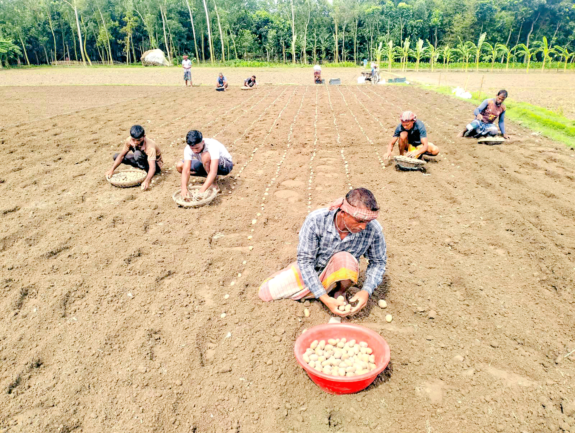 আলু নিয়ে রংপুরে ৩ সংকট