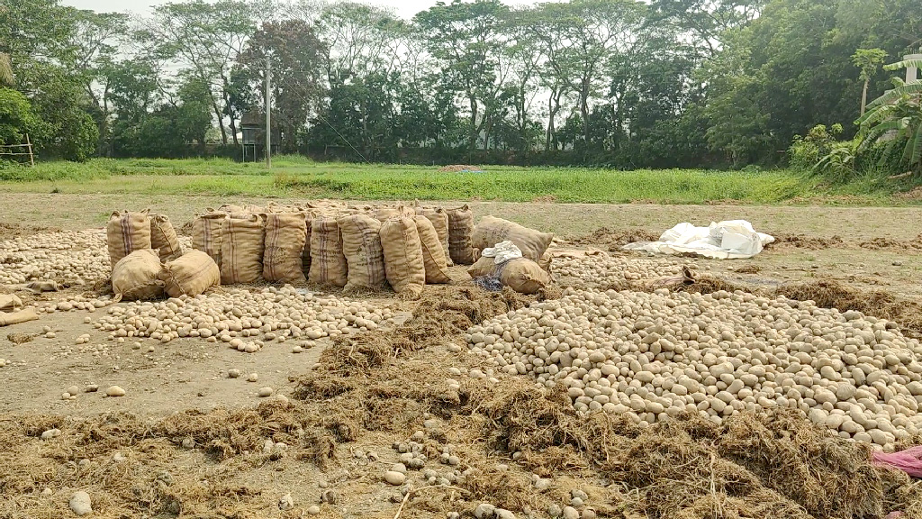টঙ্গিবাড়ীতে লবণ ছিটিয়ে আলু নষ্ট, কৃষকের আহাজারি
