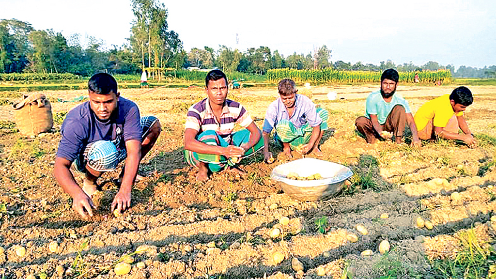 ভরা মৌসুমেও আমদানি, কৃষকের মাথায় হাত