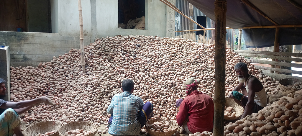 হোসেনপুরে আলুর দাম কম ও হিমাগারের অভাবে লোকসান গুনছেন আলুচাষিরা