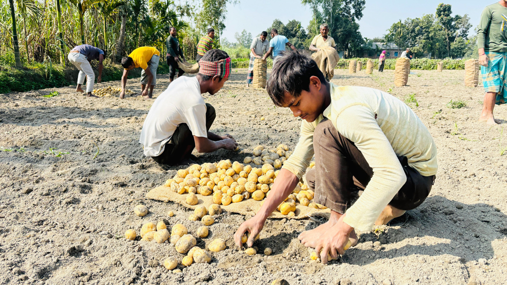 আলুর কেজিতে উৎপাদন খরচ ২৫ টাকা, বিক্রি ১৮ টাকা