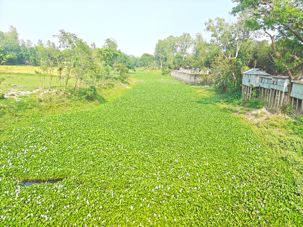 দখল-দূষণে প্রাণ যায় আলাই নদের