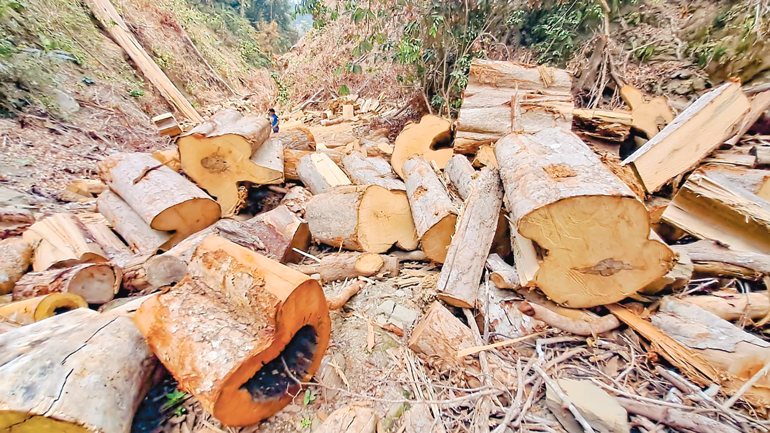 বান্দরবানের আলীকদম: প্রকাশ্যে বন উজাড়, পানিসংকট