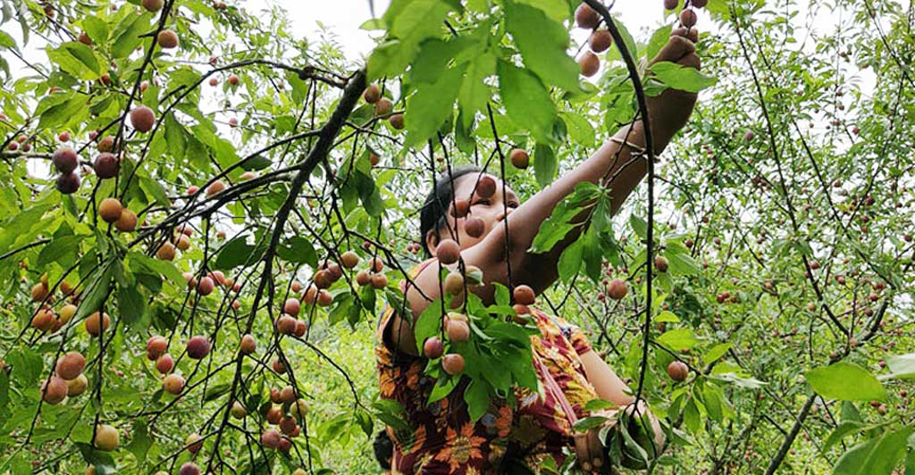 মসলায় স্বাবলম্বী পাহাড়ি কৃষক