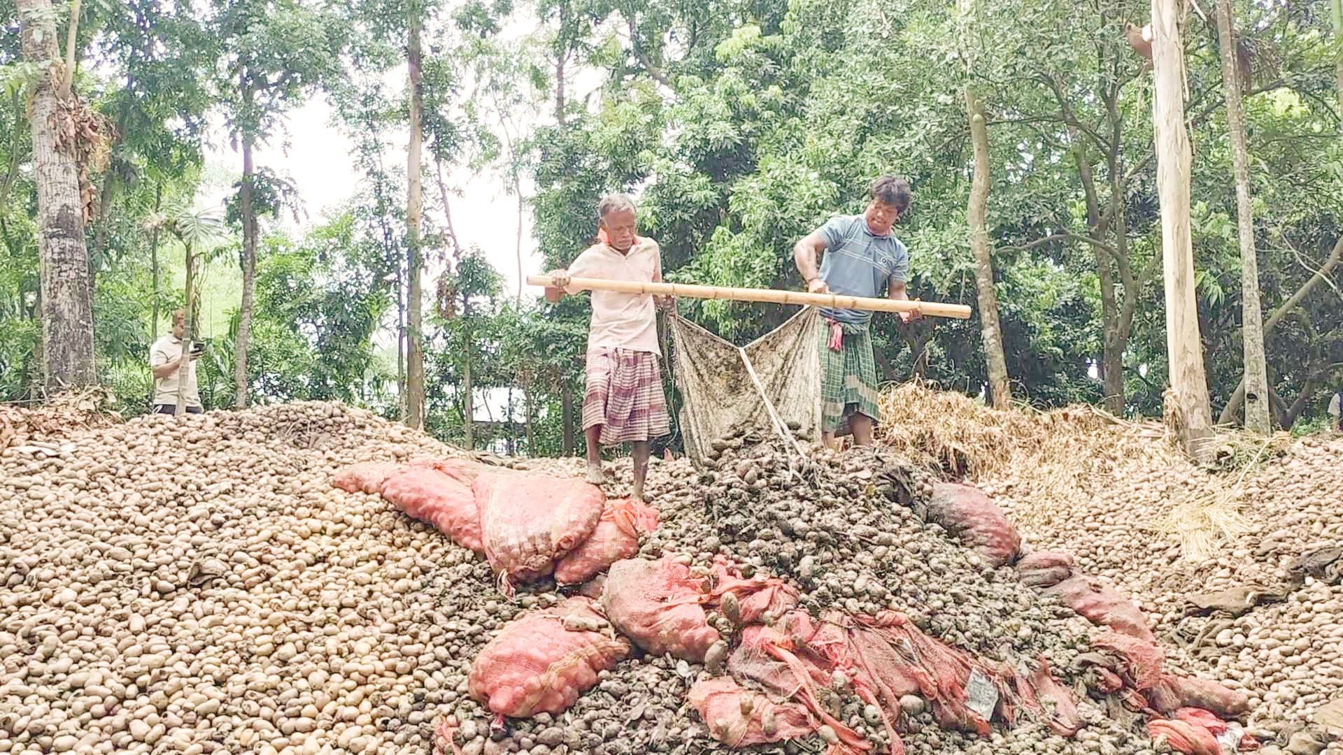 ভালো ফলনের পরও হাহাকার