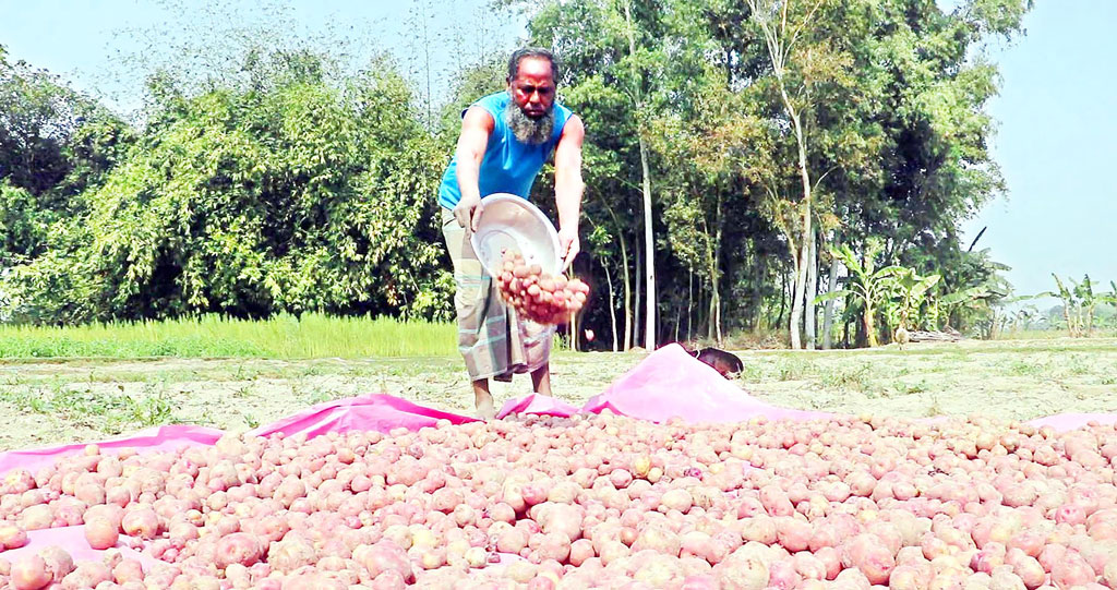 হিমাগার ভাড়া দ্বিগুণ: আলুর দামে ধস, নওগাঁয় লোকসানের বৃত্তে চাষি