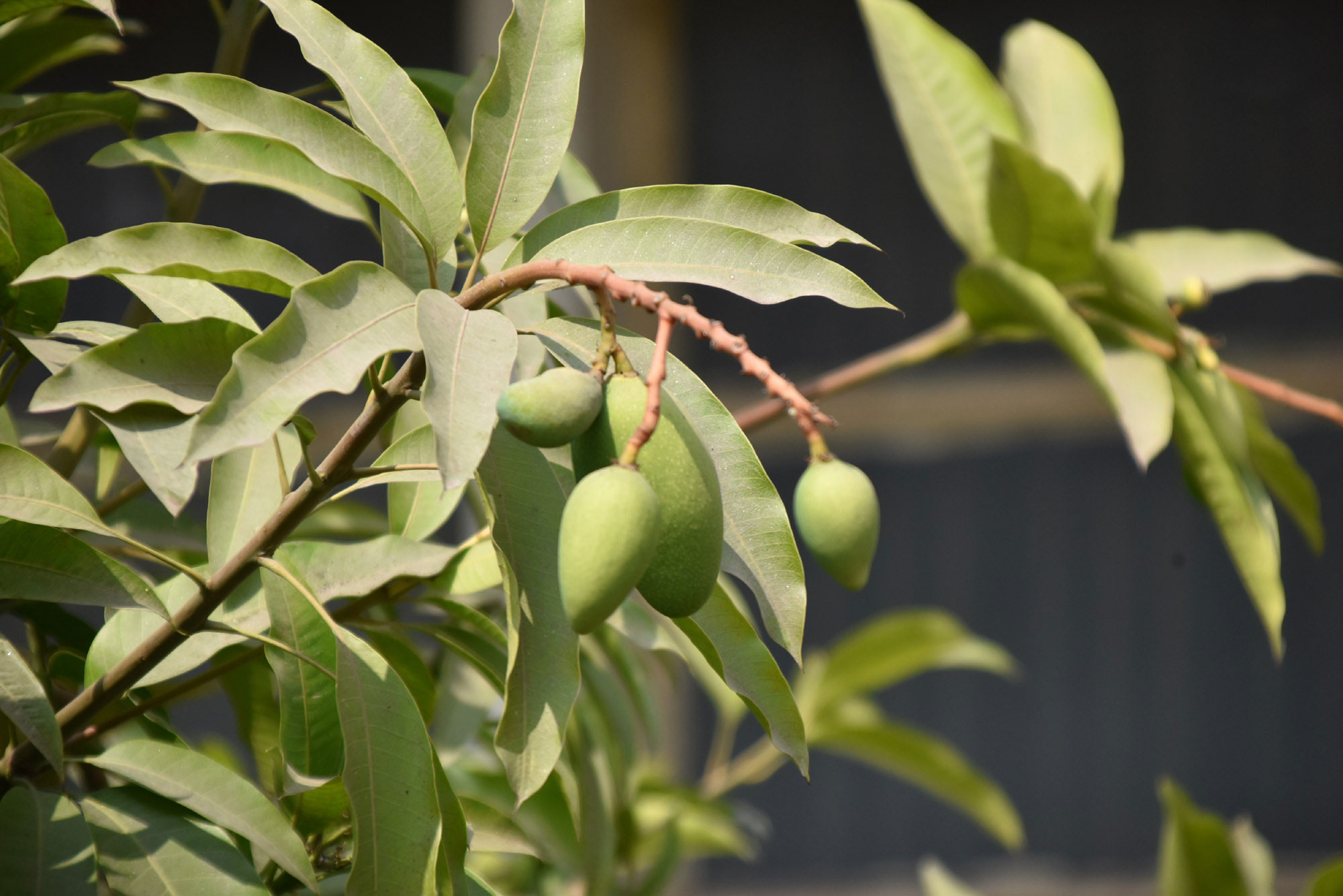 দিনের ছবি (২৮ জানুয়ারি ২০২৬)