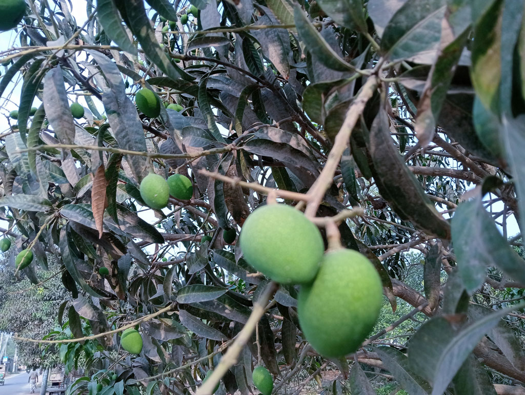 গাছে গাছে গুটিগুলো আমে পরিণত হতে শুরু করেছে। রাজশাহী নগরীর জামালপুর এলাকা থেকে তোলা। ছবি: মিলন শেখ