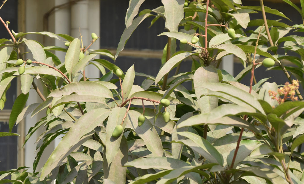 গাছে আগাম আম ধরতে শুরু করেছে। উত্তরের হিমেল হাওয়ায় গাছে ছোট ছোট কাঁচা আম আর মুকুল দোল খায়। রাজশাহী নগরীর সিঅ্যান্ডবি মোড় থেকে তোলা। ছবি: মিলন শেখ