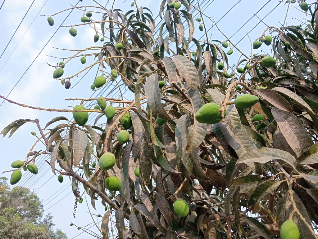 দিনের ছবি (২৫ মার্চ, ২০২৬)