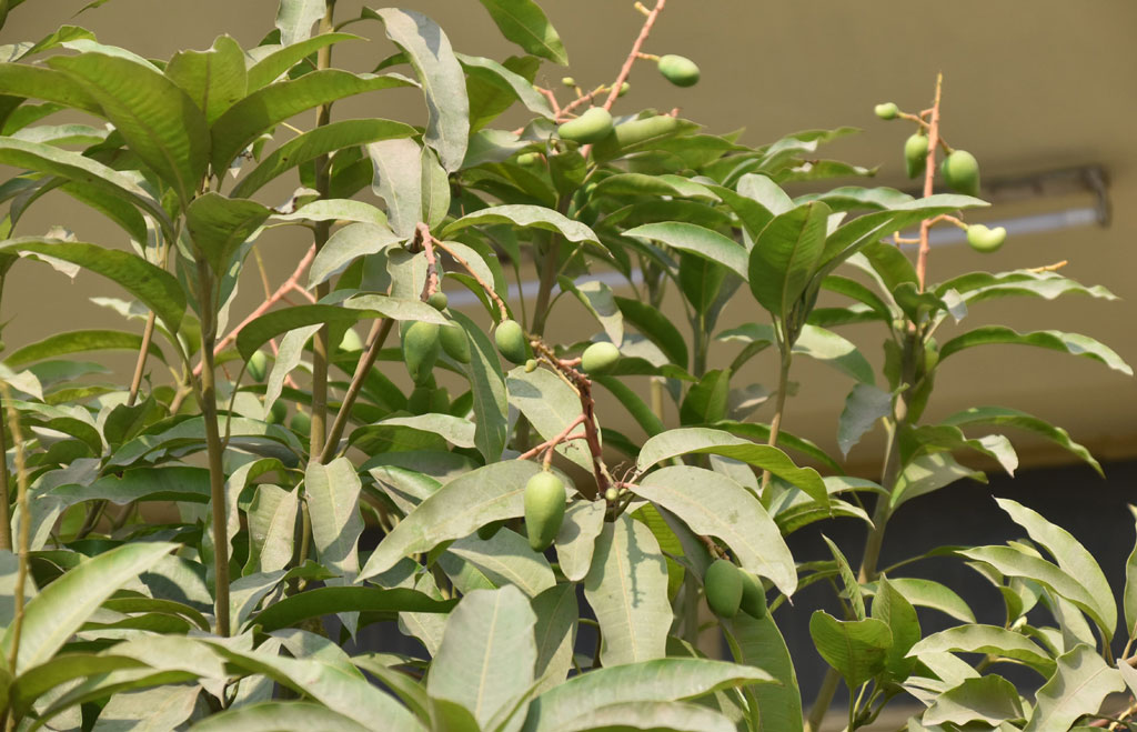 গাছে আগাম আম ধরতে শুরু করেছে। উত্তরের হিমেল হাওয়ায় গাছে ছোট ছোট কাঁচা আম আর মুকুল দোল খায়। রাজশাহী নগরীর সিঅ্যান্ডবি মোড় থেকে তোলা। ছবি: মিলন শেখ