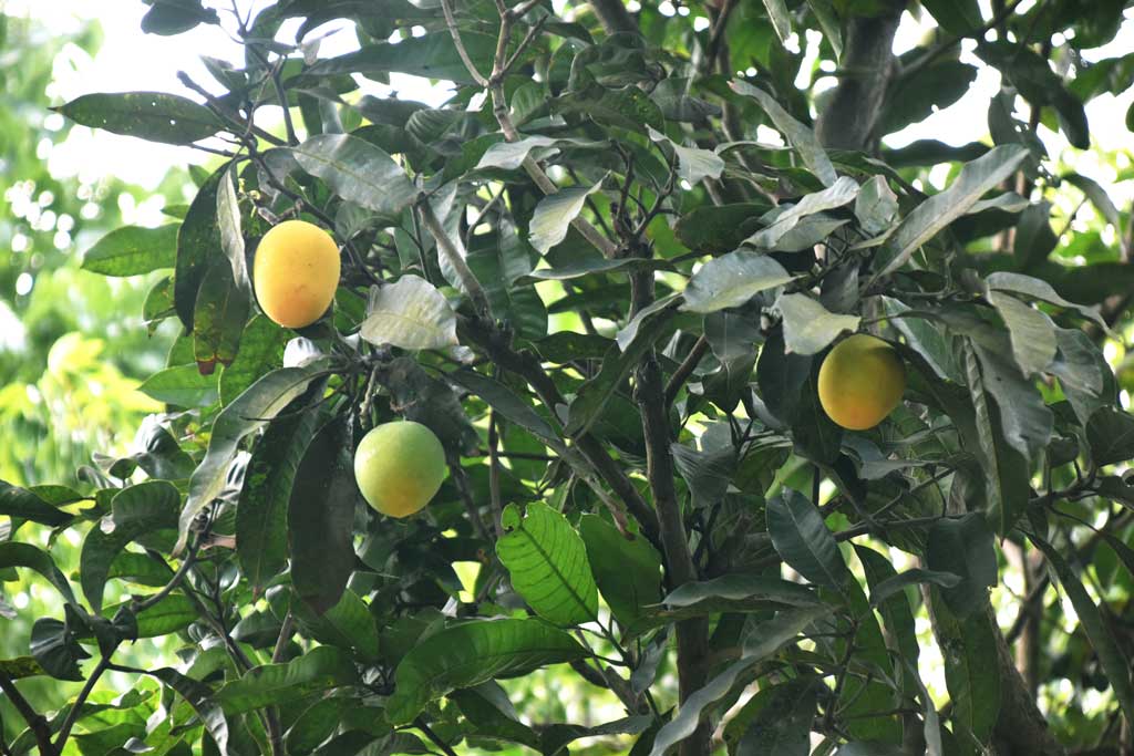 গাছের ডালে কাঁচা-পাকা আম দোল খাচ্ছে। মাটির ঘ্রাণ, পাখির ডাক আর বিকেলের রোদ মিলেমিশে যেন একটুখানি শান্তি বুনে দেয় চোখে। ছবিটি নগরীর মেহেরচণ্ডীর কড়ইতলা পশ্চিমপাড়ার একটি আমবাগান থেকে তোলা। ছবি: মিলন শেখ