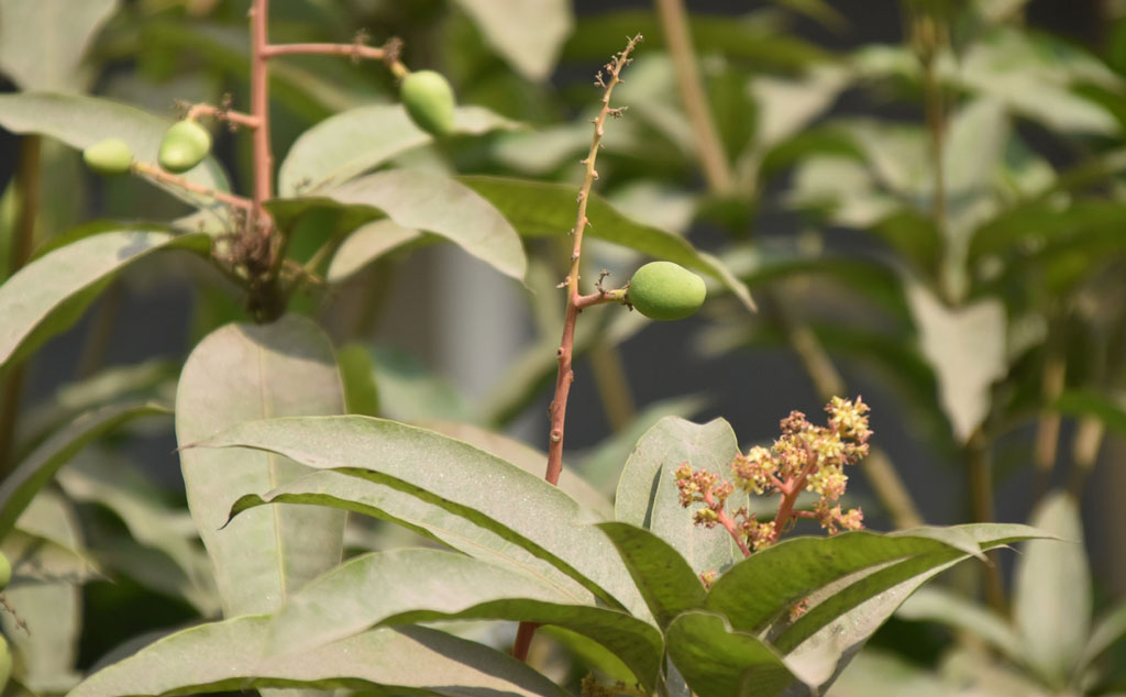 গাছে আগাম আম ধরতে শুরু করেছে। উত্তরের হিমেল হাওয়ায় গাছে ছোট ছোট কাঁচা আম আর মুকুল দোল খায়। রাজশাহী নগরীর সিঅ্যান্ডবি মোড় থেকে তোলা। ছবি: মিলন শেখ