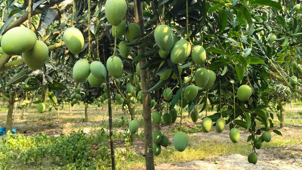 ২২ মে নামবে নওগাঁর আম