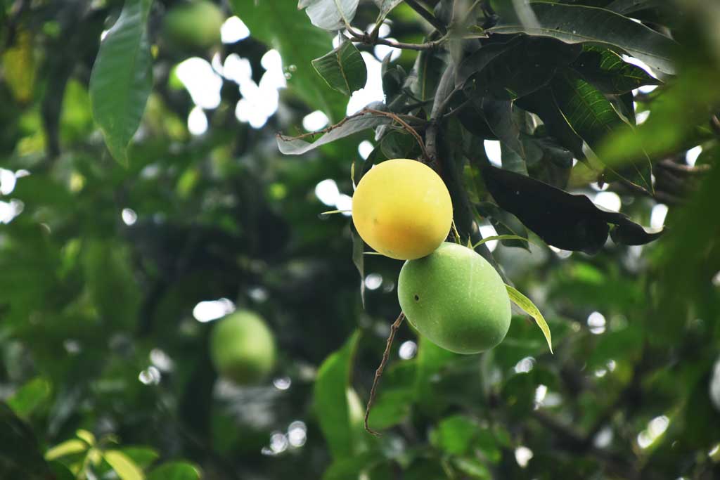 দিনের ছবি (২১ মে,২০২৫)