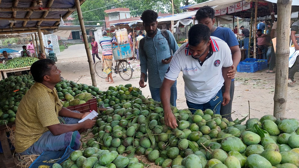 কমিশনে না আড়তদারদের, আমের মণ ৫০ কেজিতে