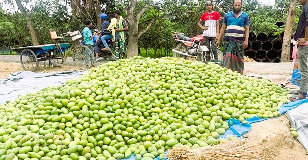 সাড়ে ৩ টাকা কেজি আম