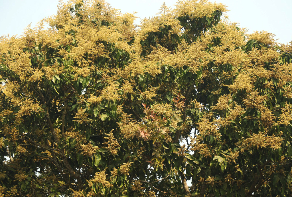 মুকুলে ভরে গেছে আমগাছ। বসন্তের বাতাসে ছড়াচ্ছে ঘ্রাণ। সাতক্ষীরার তালা উপজেলার আমতলাডাঙ্গা গ্রাম থেকে তোলা। ছবি: মুজিবুর রহমান