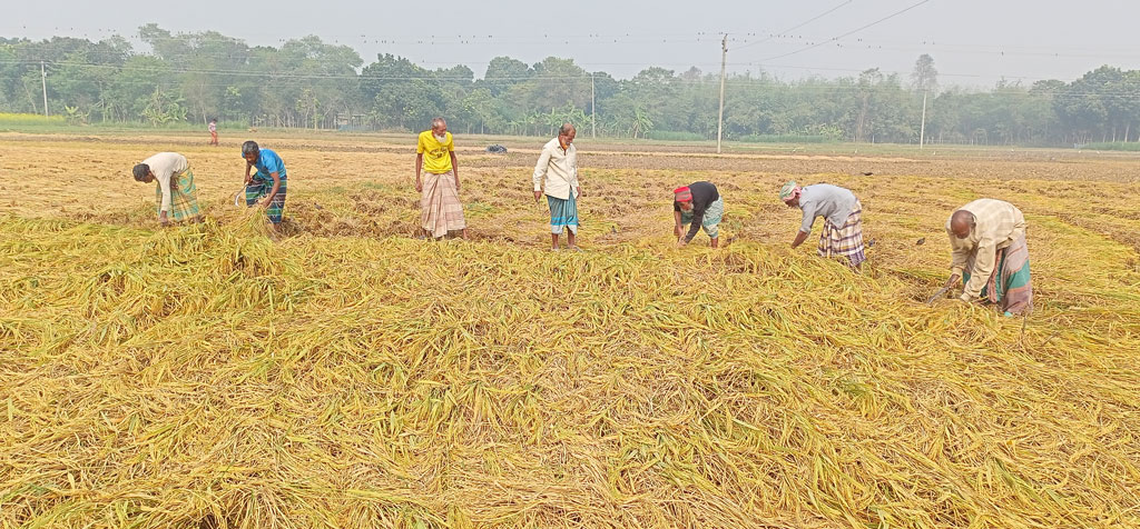 আমন ধান পেকে গেছে। ঘরে তুলতে ব্যস্ত সময় কাটাচ্ছেন কৃষকেরা। মেহেরপুরের গাংনী উপজেলা থেকে ছবিটি তোলা। ছবি: রাকিবুল ইসলাম