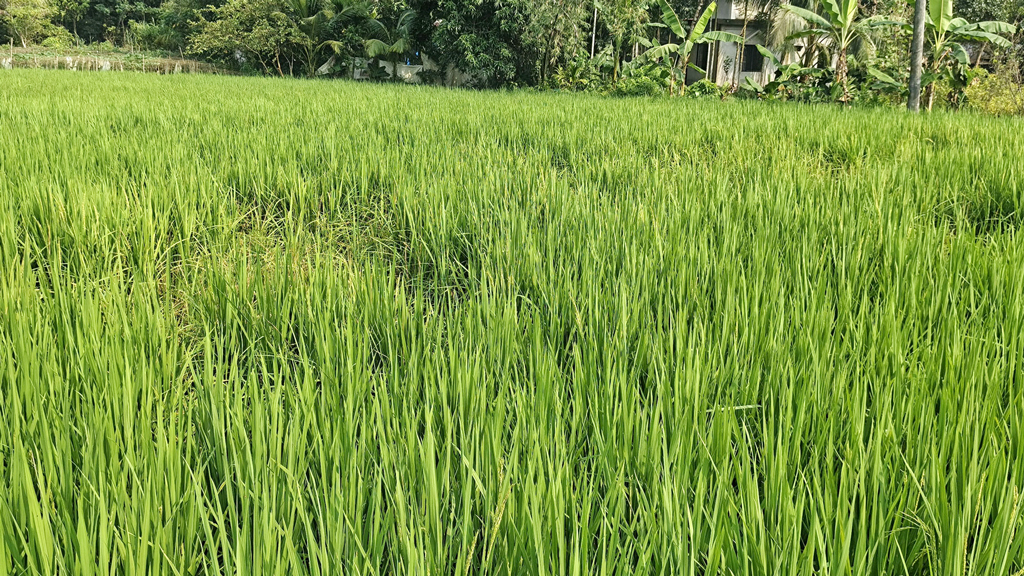 আমনখেতে ইঁদুরের উপদ্রব, দুশ্চিন্তায় কৃষক
